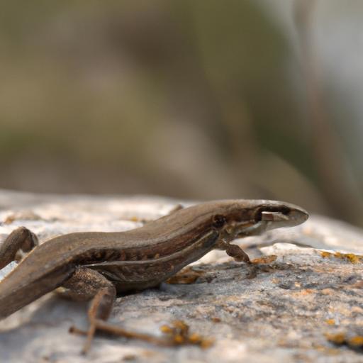 Does It Hurt When Lizards Lose Their Tails?